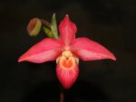 Phragmipedium Andean Fire