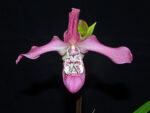 Phragmipedium Wossner Rosenglanz