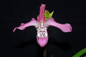 Phragmipedium Wossner Rosenglanz