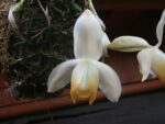 Stanhopea tricornis