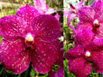 Vanda Fuchsia Love