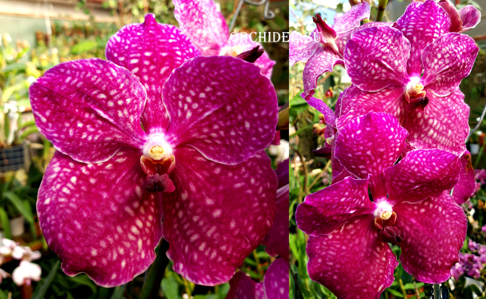 Vanda Fuchsia Love