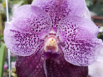 Vanda Divana Antique Mauve Plum
