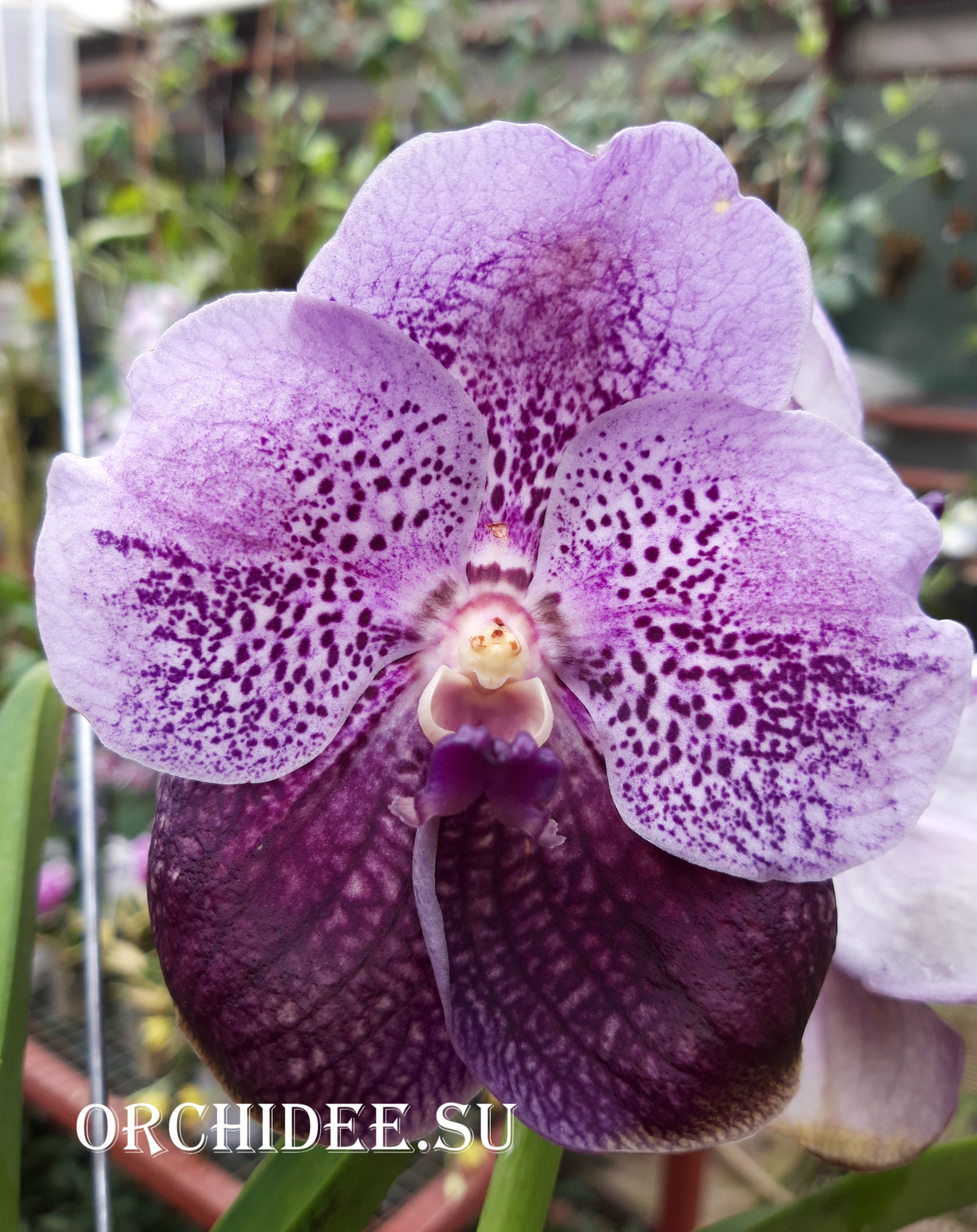 Vanda Divana Antique Mauve Plum