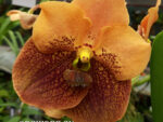 Vanda Divana Apricot Brandy