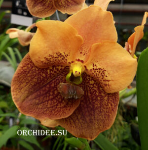 Vanda Divana Apricot Brandy