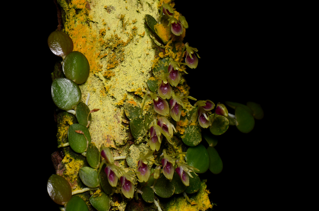 Barbosella orbicularis