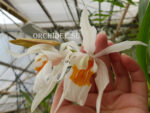 Coelogyne lawrenceana x cristata