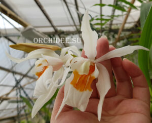 Coelogyne lawrenceana x cristata