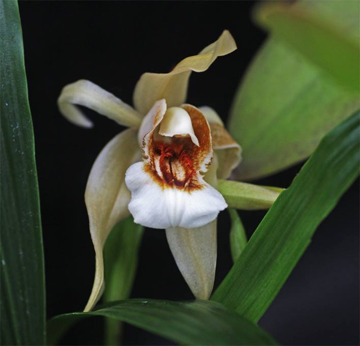 Coelogyne Orchideengarten Sabine