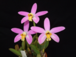 Laelia lucasiana