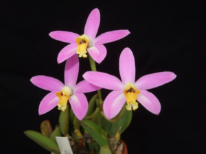 Laelia lucasiana