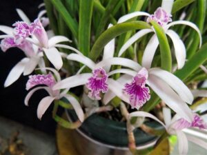 Laelia lundii