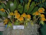 Lycaste consobrina