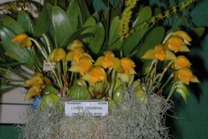 Lycaste consobrina