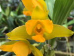 Lycaste aromatica x cruenta