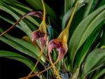 Masdevallia colossus
