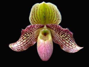 Paphiopedilum glaucophyllum x bellatulum