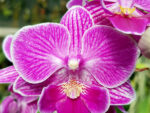 Phalaenopsis PH 284 Big Lip