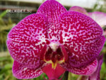 Phalaenopsis PH 285 Purple Leopard