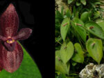 Pleurothallis cardiostola