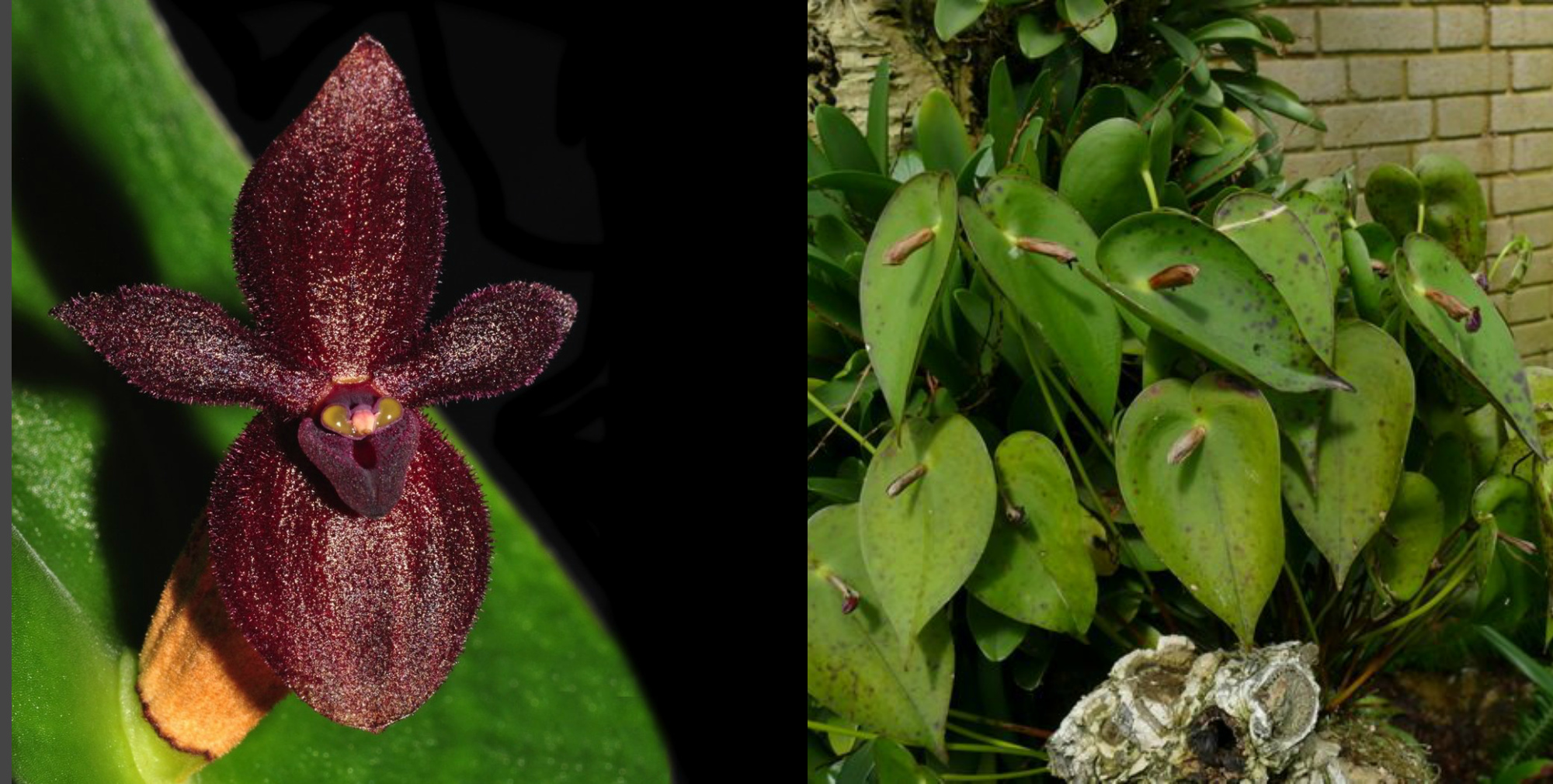 Pleurothallis cardiostola