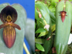 Pleurothallis lynniana