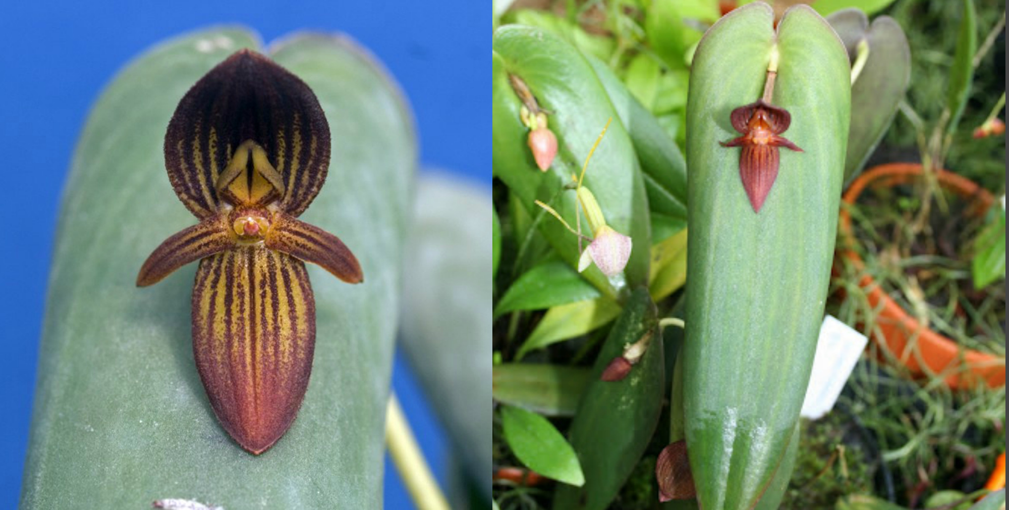 Pleurothallis lynniana