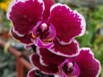 Phalaenopsis PHM 031/1