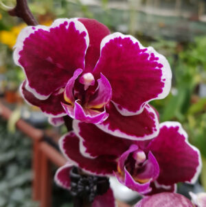 Phalaenopsis PHM 031/1