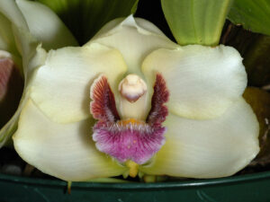 Bifrenaria harrisoniae var. semi-alba