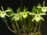 Brassavola glauca