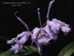 Cattleya maxima coerulea x sib