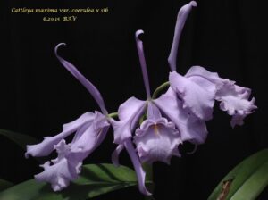 Cattleya maxima coerulea x sib