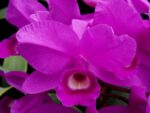 Cattleya skinneri 'Heiti Jacobs' FCC/AOS