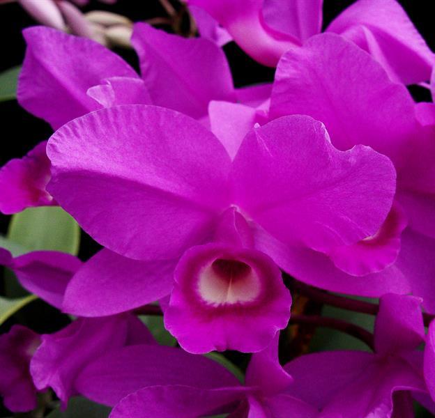 Cattleya skinneri 'Heiti Jacobs' FCC/AOS