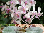 Phalaenopsis Cellinde
