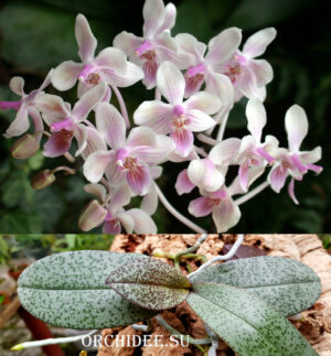 Phalaenopsis Cellinde