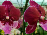 Phalaenopsis Chia Shing Hot Kiss '256' Big Lip