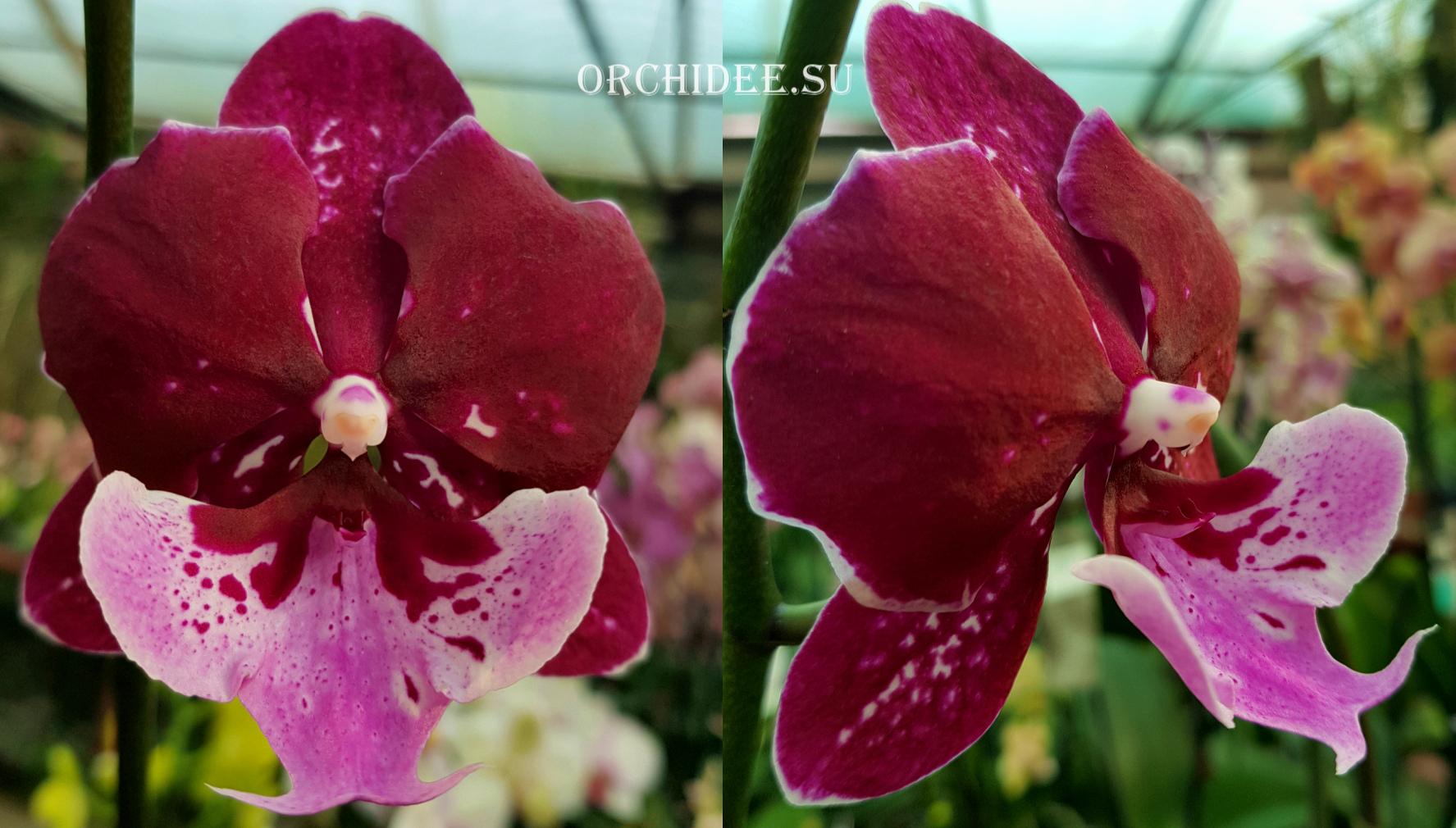 Phalaenopsis Chia Shing Hot Kiss '256' Big Lip