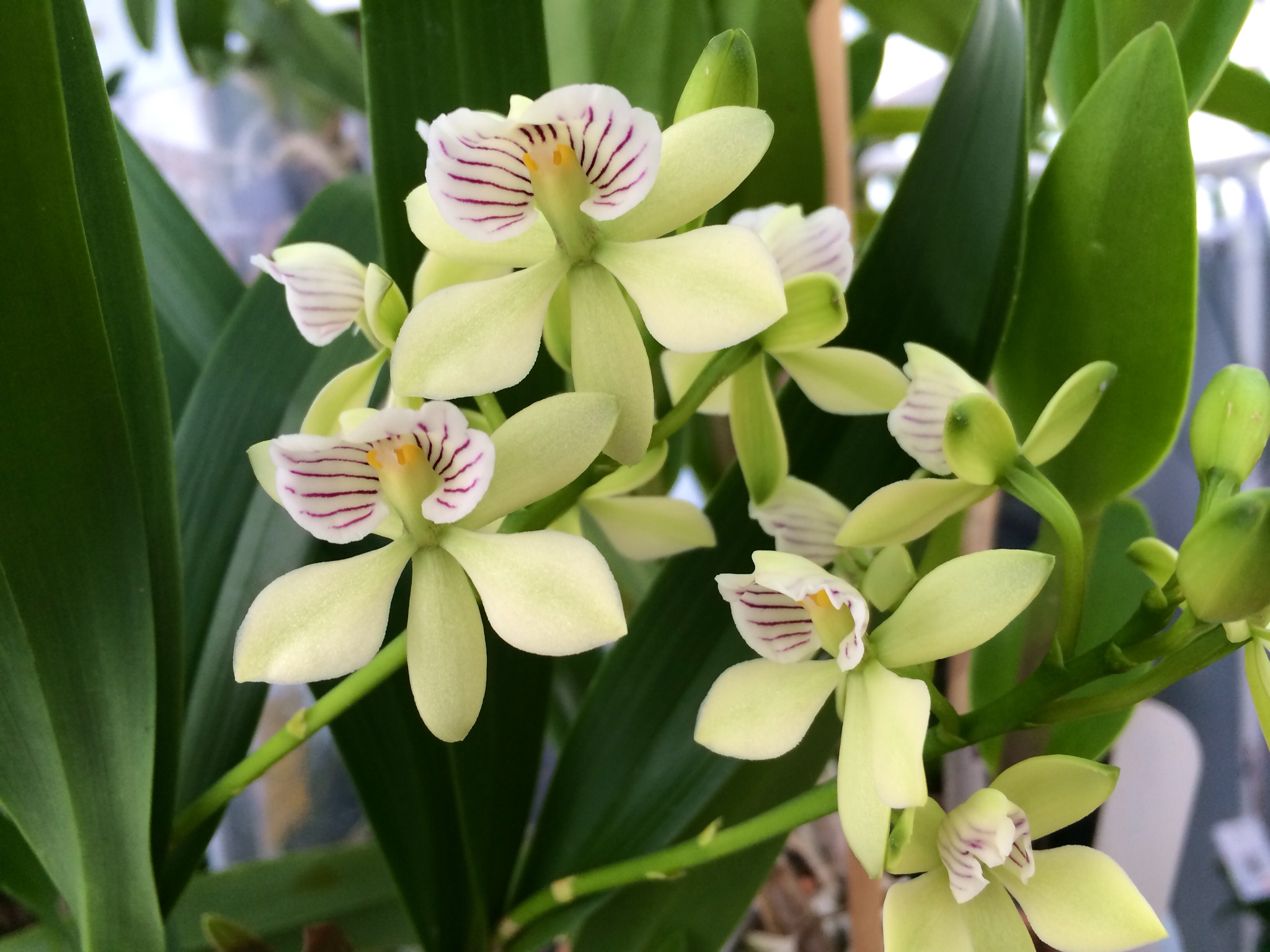 Encyclia radiata