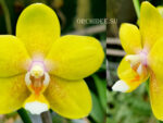 Phalaenopsis I-Hsin Cutie Honey