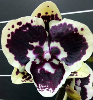 Phalaenopsis Miki Brown Bear '1217'