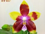 Phalaenopsis Tying Shin Fly Eagle 'Miki'