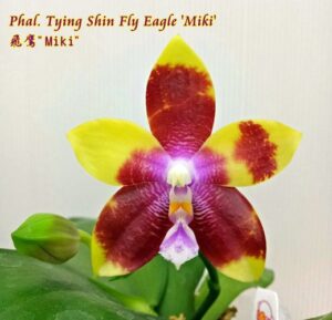 Phalaenopsis Tying Shin Fly Eagle 'Miki'