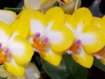 Phalaenopsis Yen Shuai Sweet Girl 'Shiny Girl'