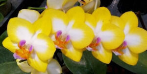 Phalaenopsis Yen Shuai Sweet Girl 'Shiny Girl'