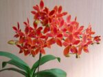 Phalaenopsis equestris x Renanthera storiei