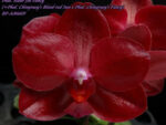 Phalaenopsis Haur Jih Fancy 'A06669'