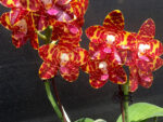 Phalaenopsis Jong's Gigan Cherry 'Prince' AM/AOS